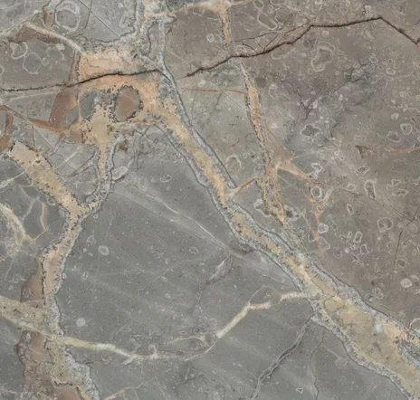 main sample image of Gray Fior Di Bosco