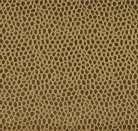 main sample image of Gold Martello Limestone Field Decorative