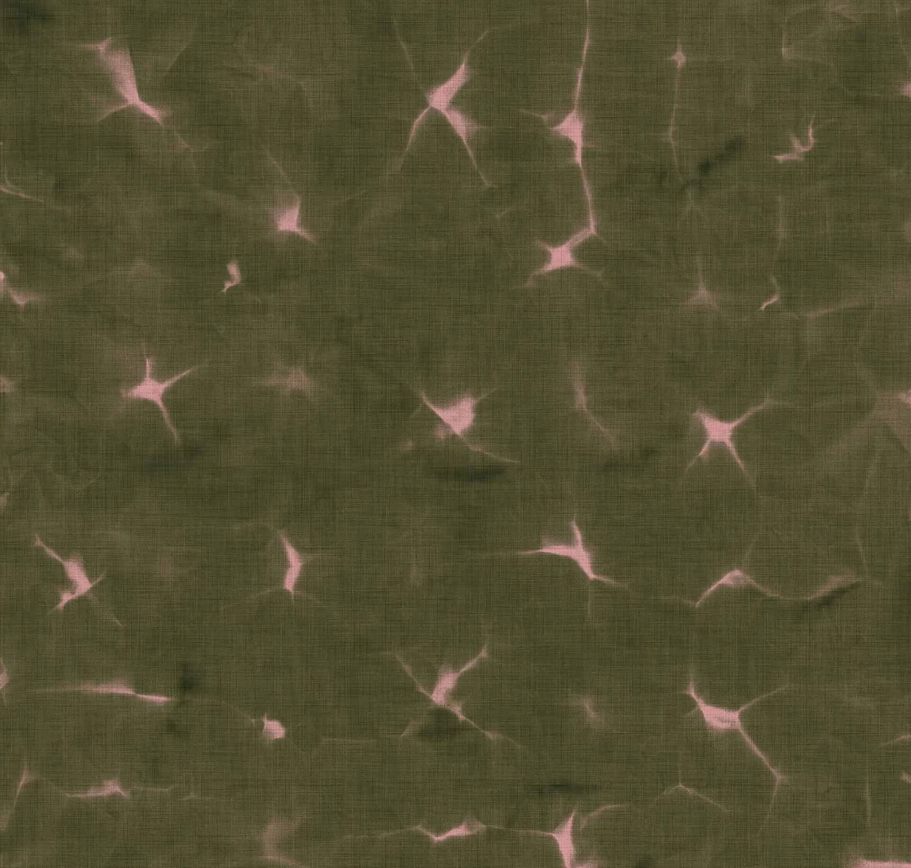 main sample image of Moss Kanoko
